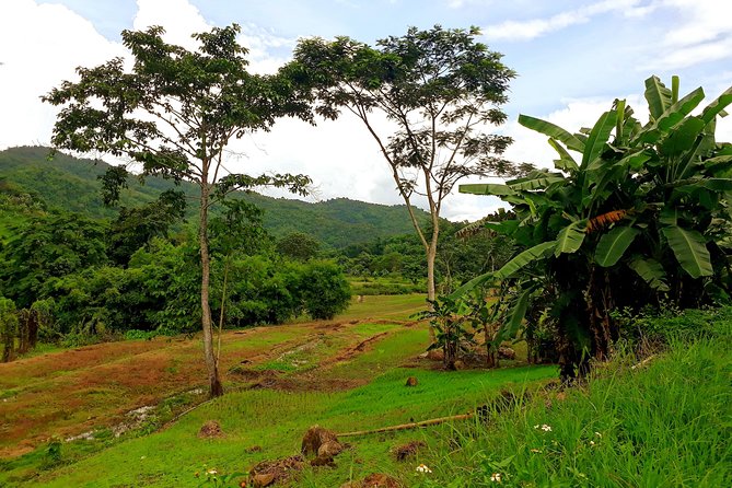 1 Day Trekking Group Tour With Bamboo Cooking / Chiang Rai - The Chinese village and tea plantation