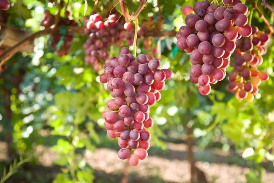 11 Course Lunch, Wine Tasting & Cooking Mastery in Rhodes - Should you book the Rhodes winery lunch?