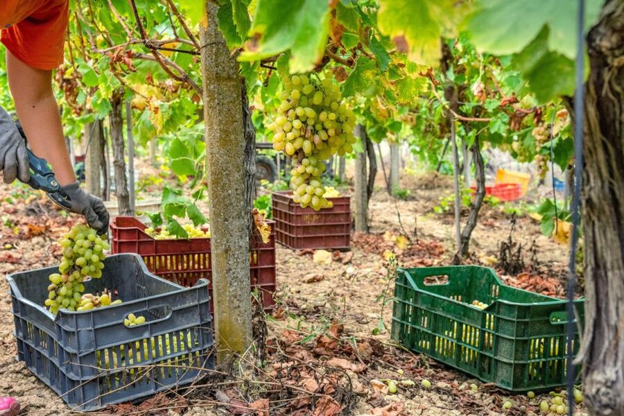 11 Course Lunch, Wine Tasting & Cooking Mastery in Rhodes - A guided tasting with more than one glass