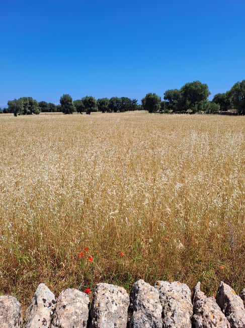 Alberobello: e-bike tour and orecchiette class - Inside a family-run flour mill