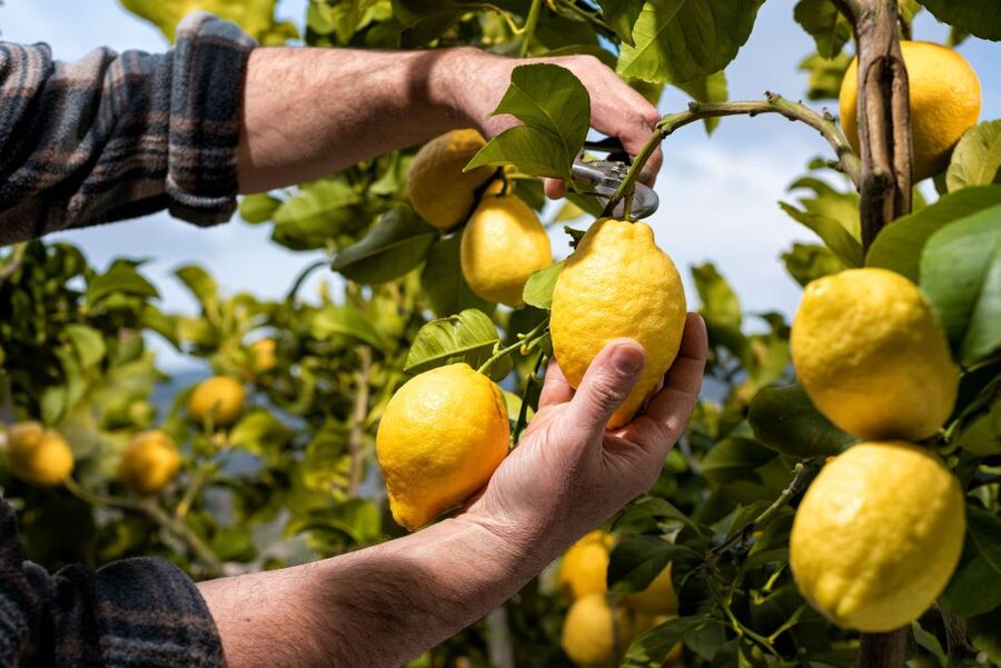 Amalfi: Cooking Class and Farmhouse Visit With Meal - Picking vegetables for your own meal