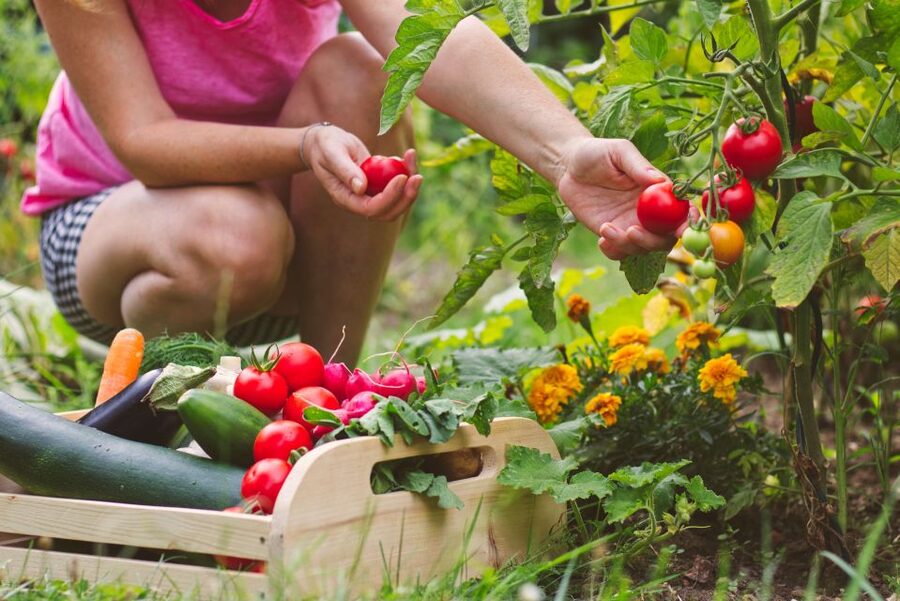 Amalfi: Cooking Class and Farmhouse Visit With Meal - Recipes and the cooking diploma