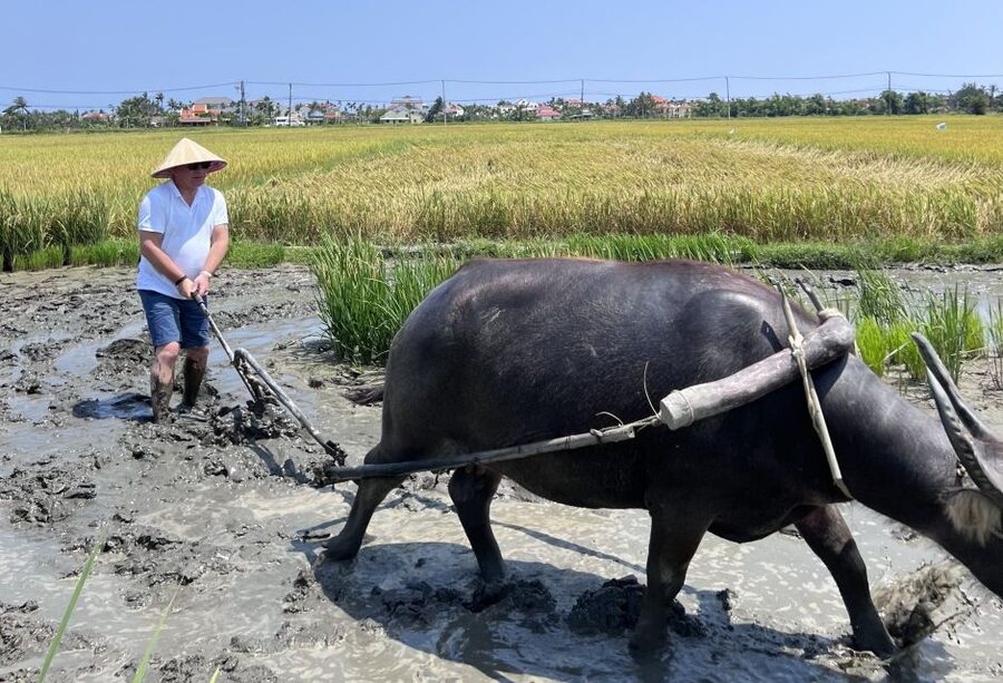 An incredible Hoi An - Water buffalo riding & cooking class - Rowing a round basket boat