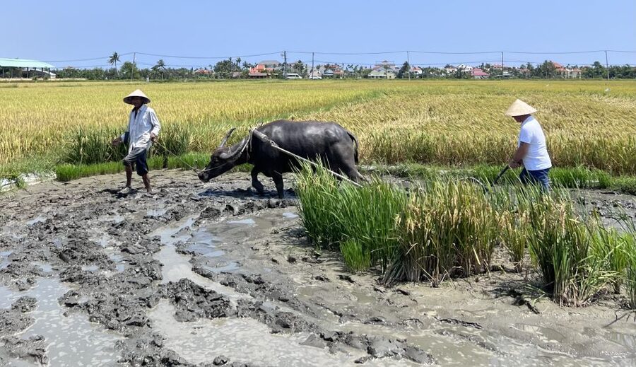 An incredible Hoi An - Water buffalo riding & cooking class - Cooking three Vietnamese dishes