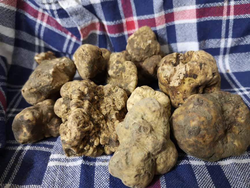 Arezzo: truffle hunting, tasting, and a cooking class with truffles. - Key points to know before booking