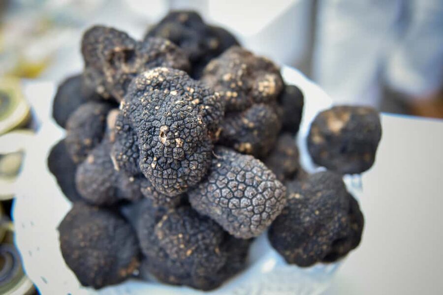 Arezzo: truffle hunting, tasting, and a cooking class with truffles. - Meeting Luigi and Dynamo in the truffle grounds