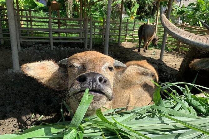 Aroidee’s Farm-Fresh Thai Cooking Experience - Collecting eggs and meeting the farm animals