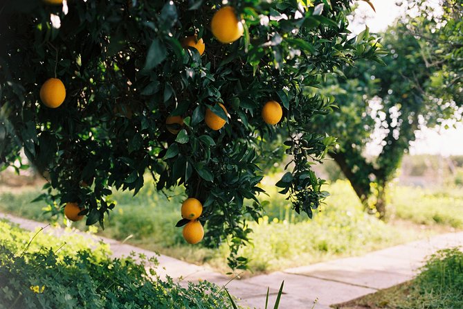Authentic Valencian Paella Cooking Class - A farmhouse setting with a local welcome