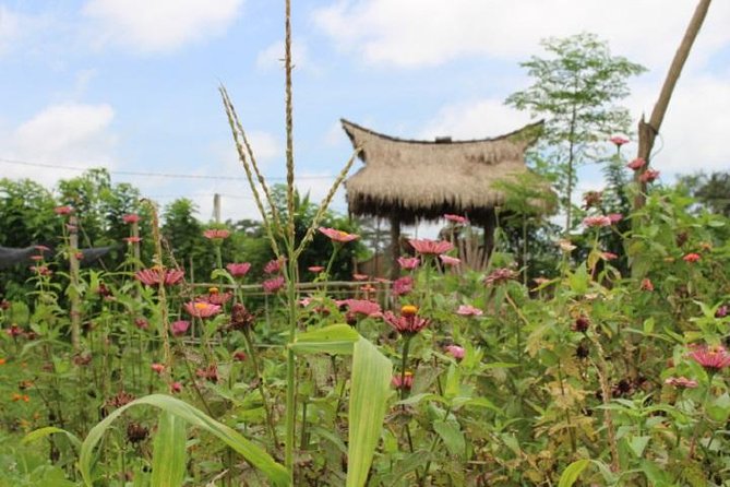 Balinese Cooking Class at Organic Farm - Picking ingredients and learning about Bali’s subak system