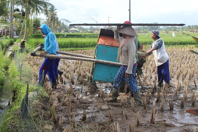 Balinese Ubud cooking school (9 Dish Cooking and Market Tour) - Rice paddies and a look beyond Ubud