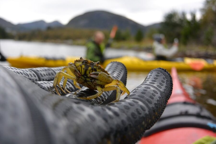 Bergen: Guided Fishing Tour with Outdoor Cooking - Practical timing and booking advice