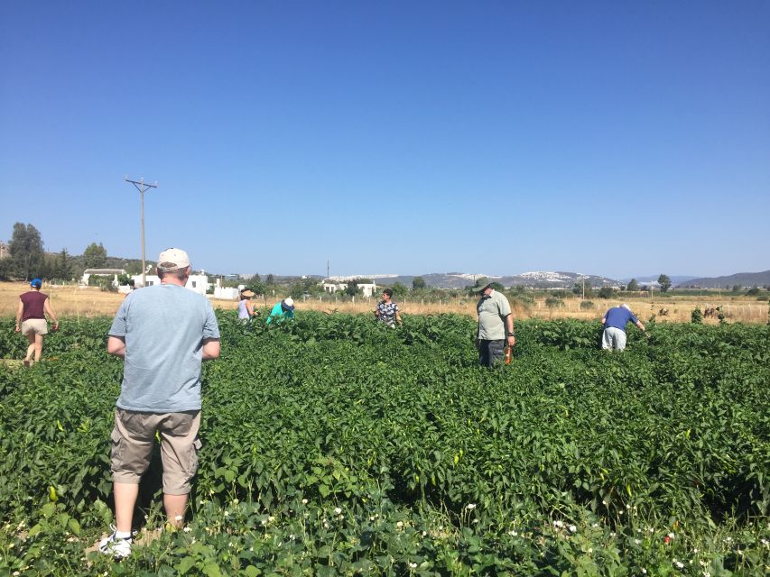 Bodrum: Market Visit and Cooking Class - Who will enjoy this Bodrum food day most?