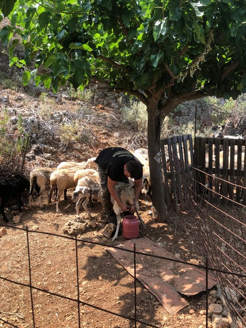 Chania Area: Cooking Class at a Farm in Stylos Village - What Makes This Farm Cooking Class Special