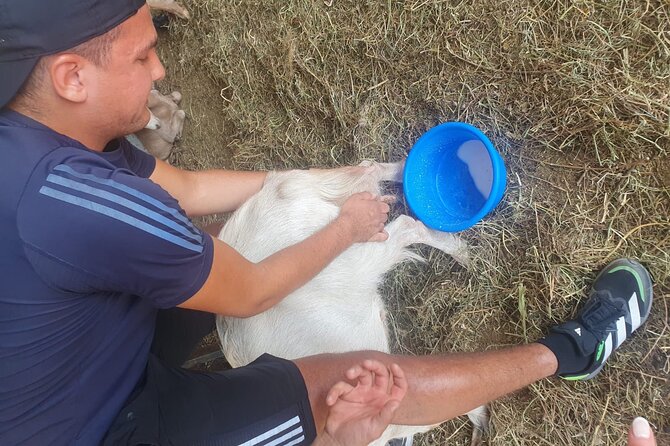 Chania Area: Cooking Class at a Farm in Stylos Village (organic) - Why this Stylos farm day feels different