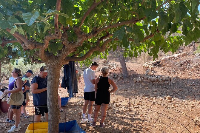 Chania Area: Cooking Class at a Farm in Stylos Village (organic) - Sheep, goats, olives, and the threshing floor