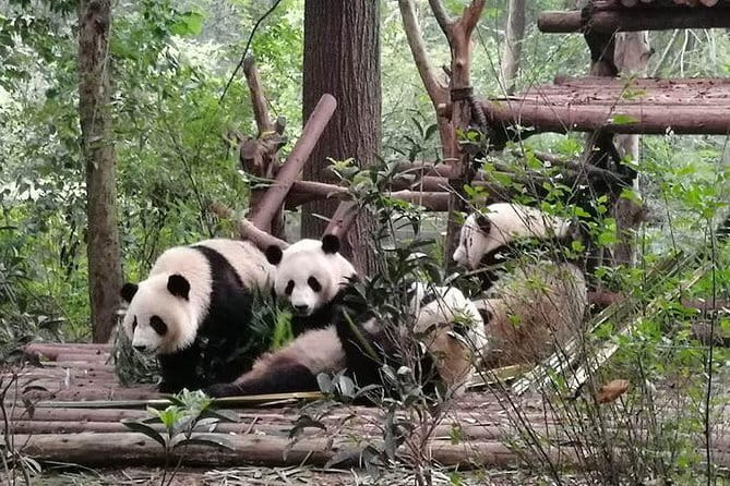 Chengdu Dujiangyan Leshan Buddha Tea Plantation and Sichuan Cooking 3 Days - Key things to know before booking