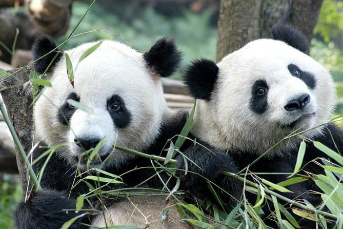 Chengdu Dujiangyan Leshan Buddha Tea Plantation and Sichuan Cooking 3 Days - Guides, transport, and group size