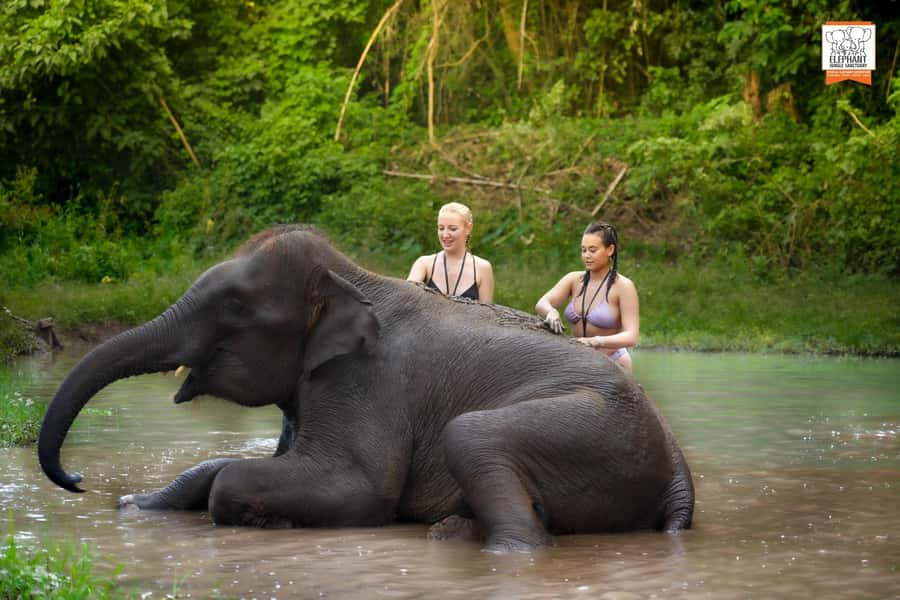 Chiang Mai Elephant Jungle Sanctuary &Mama Noi Cooking Class - Feeding, Mud, and a Walk to the River