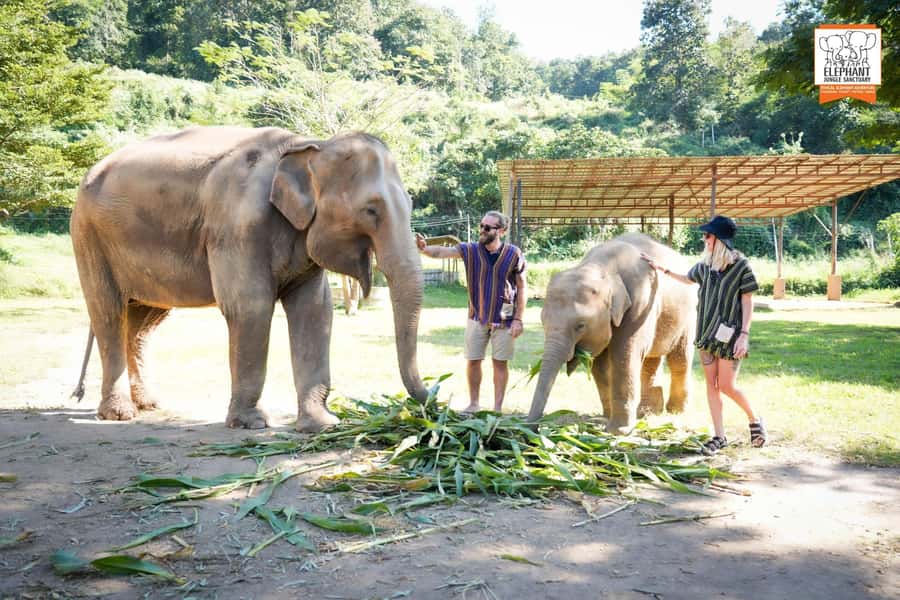 Chiang Mai Elephant Jungle Sanctuary &Mama Noi Cooking Class - Lunch Before Returning to Chiang Mai