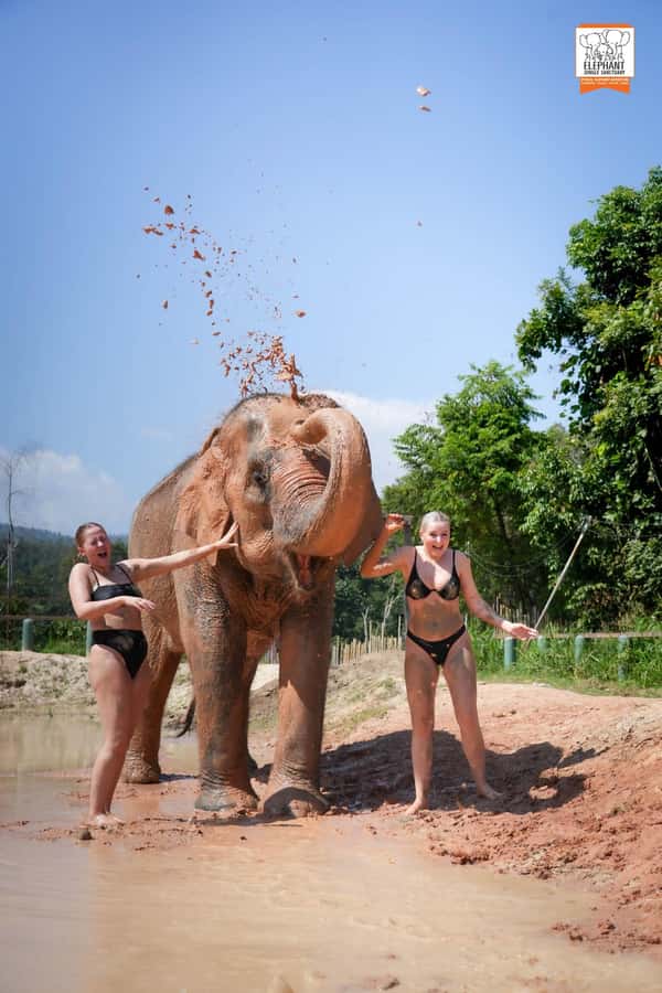 Chiang Mai Elephant Jungle Sanctuary &Mama Noi Cooking Class - Mango Sticky Rice and the Final Drop-Off