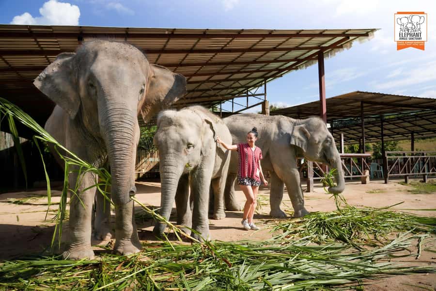 Chiang Mai Elephant Jungle Sanctuary &Mama Noi Cooking Class - What to Bring and What to Skip