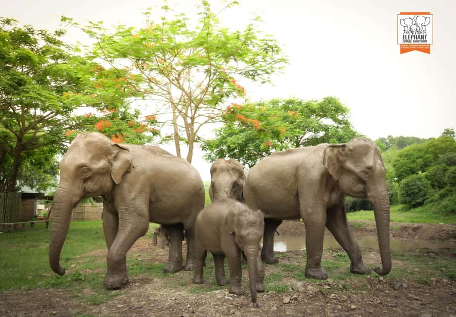 Chiang Mai Elephant Jungle Sanctuary &Mama Noi Cooking Class - Meeting the Elephants and Learning the Rules