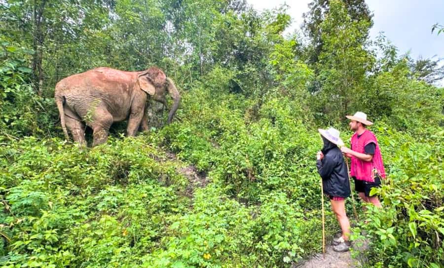 Chiang Mai: Ethical Elephant Sanctuary & Thai Cooking Class - Why this Chiang Mai day works so well