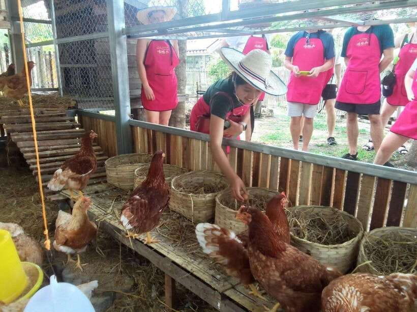 Chiang Mai: Half Day Cooking Class at Organic Farm - What you cook during the class