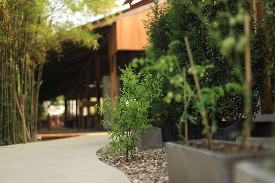 Chiang Mai: HALF-DAY COOKING COURSE at a Thai Cooking Farm - Should you book the Rice Barn cooking course?
