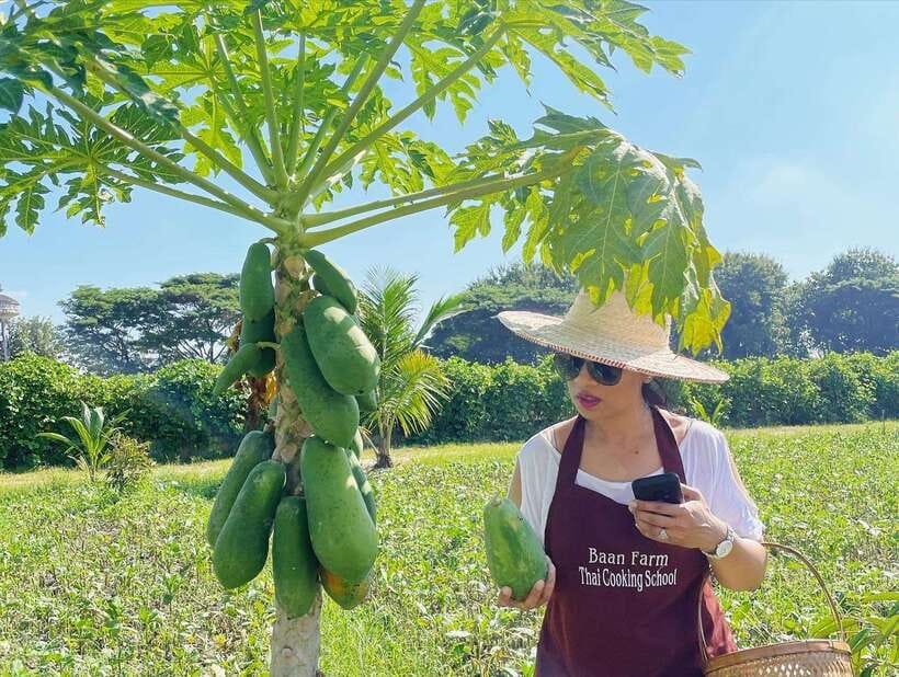 Chiang Mai Organic Thai Cooking Experience - Arriving at the organic farm