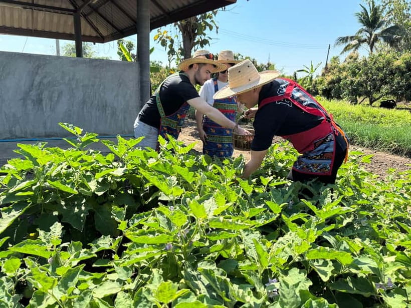 Chiang Mai : Thai Cooking in Farm with a Local Train Trip - Picking herbs and vegetables from the organic garden