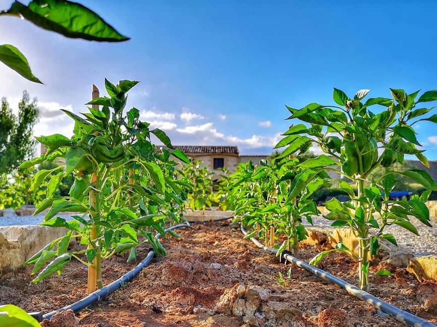 Cooking class: Cooking Sicilian dishes - Eating what you prepared, with Sicilian wine