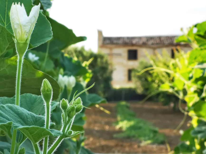 Cooking class: Cooking Sicilian dishes - What makes the instruction work