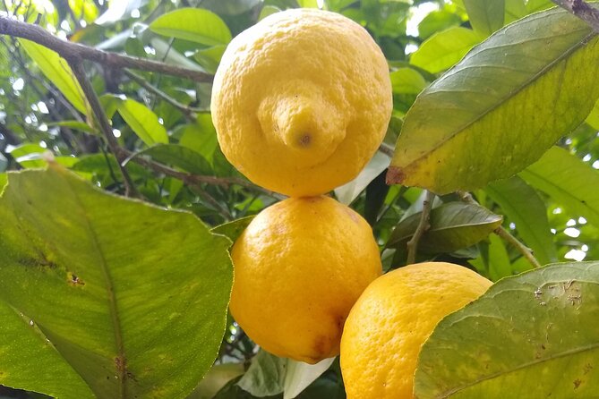 Cooking class in Capri for small groups - A fresh drink and a walk through the lemon garden