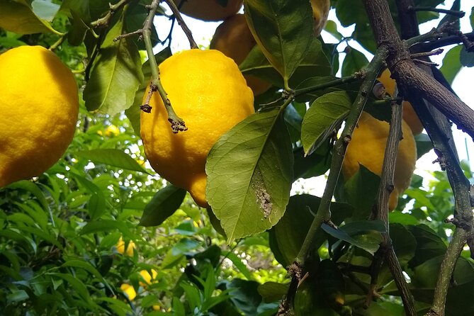 Cooking class in Capri for small groups - Preparing a three-course Capri menu