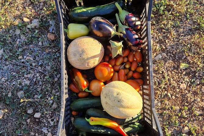 Cooking class on island Brac - Learning the herbs and island flavors