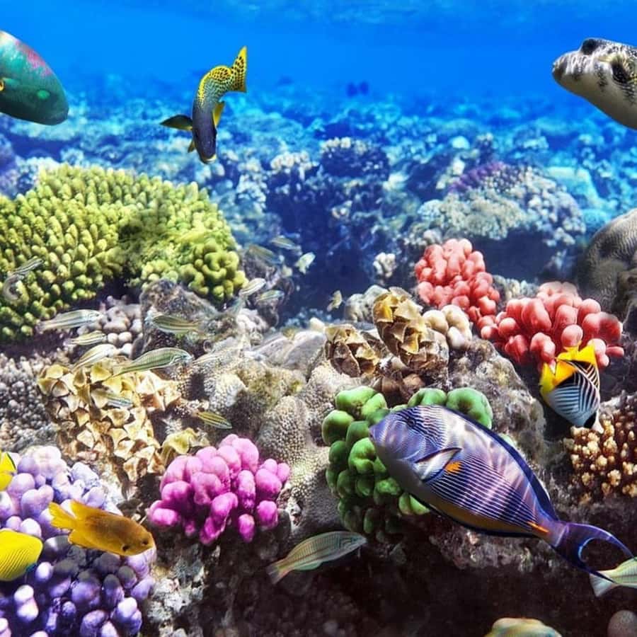 Cooking Class Tour, Stone Town Tour, Horseback Riding - Mnemba Island Atoll by private boat