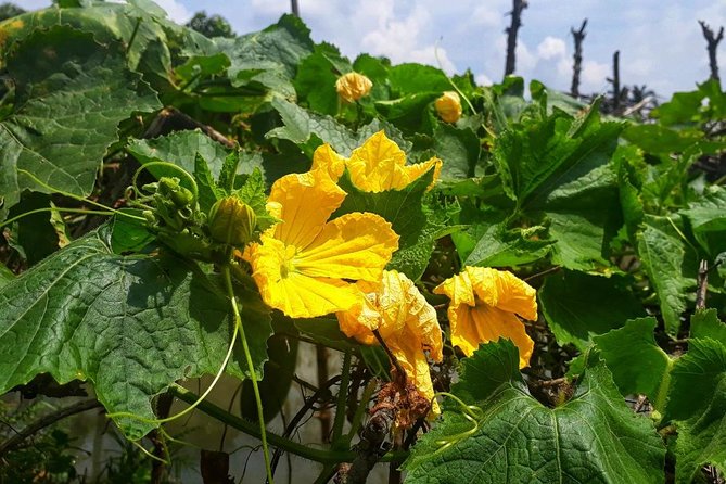 Cooking, Farming and Waterfall In Vietnam Countryside - Riding a Xe Cay to the coffee fields