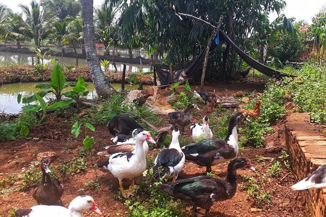 Cooking, Farming and Waterfall In Vietnam Countryside - What the $76.93 price buys