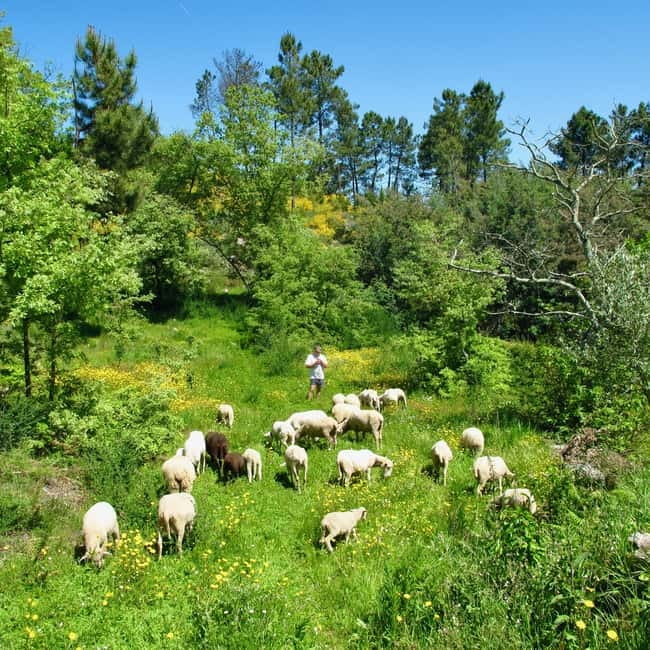 Douro Valley: Traditional Cooking Class, Farm Tour and Lunch - Walking the Farm and Picking Ingredients