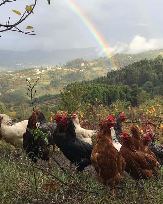 Douro Valley: Traditional Cooking Class, Farm Tour and Lunch - Cooking Portuguese Food With Fabio