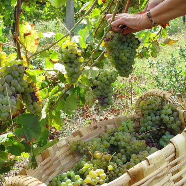 Douro Valley: Traditional Cooking Class, Farm Tour and Lunch - Practical Details Before You Book