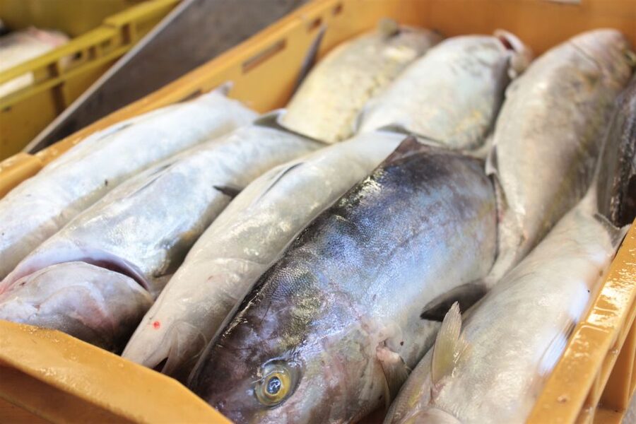 Dubrovnik: Private Cooking Experience with Wine Tasting - Key points at a glance