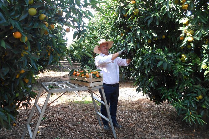 Family Mandarin Farming Tour with Traditional Cooking Lunch - Getting there from Ksamil and the Butrint area
