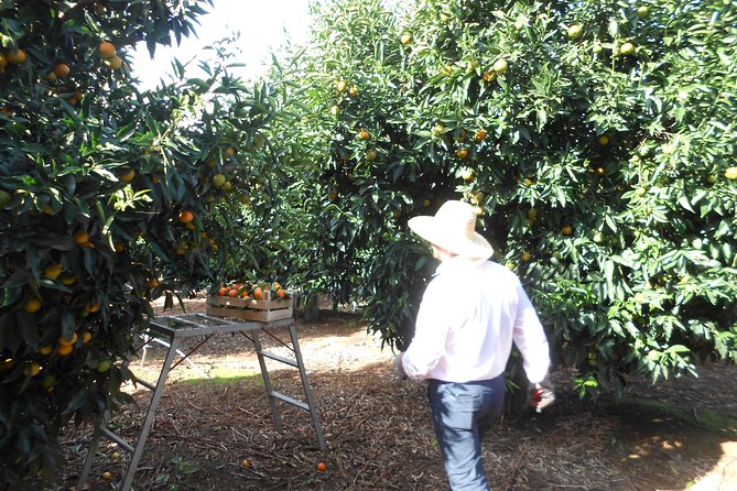 Family Mandarin Farming Tour with Traditional Cooking Lunch - Weather, clothing, and physical effort