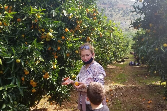 Family Mandarin Farming Tour with Traditional Cooking Lunch - Is $52.98 a fair price?