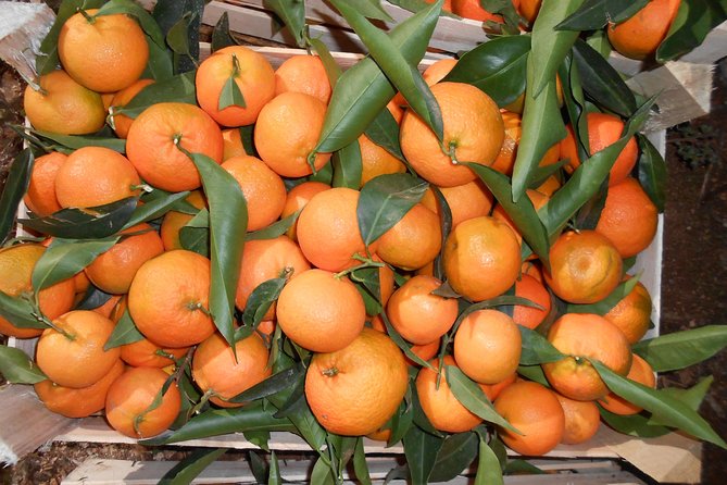 Family Mandarin Farming Tour with Traditional Cooking Lunch - Lunch beneath an olive tree