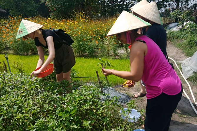 Farm-To-Table Healthy Cooking Class in Ho Chi Minh City - What the $67 price includes