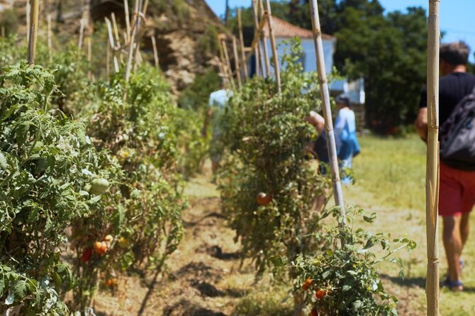 Farm to Table - Local Cooking Experience - Key details before you book