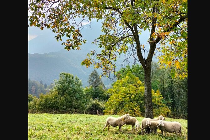 Farm Tour & Cooking Class: Discover the Flavors of Lake Como - Who Will Enjoy This Experience Most?